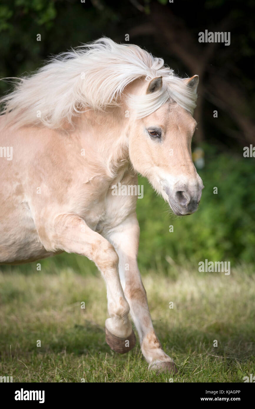 Fiordo norvegese cavallo. Dun castrazione al galoppo su un pascolo. Austria Foto Stock