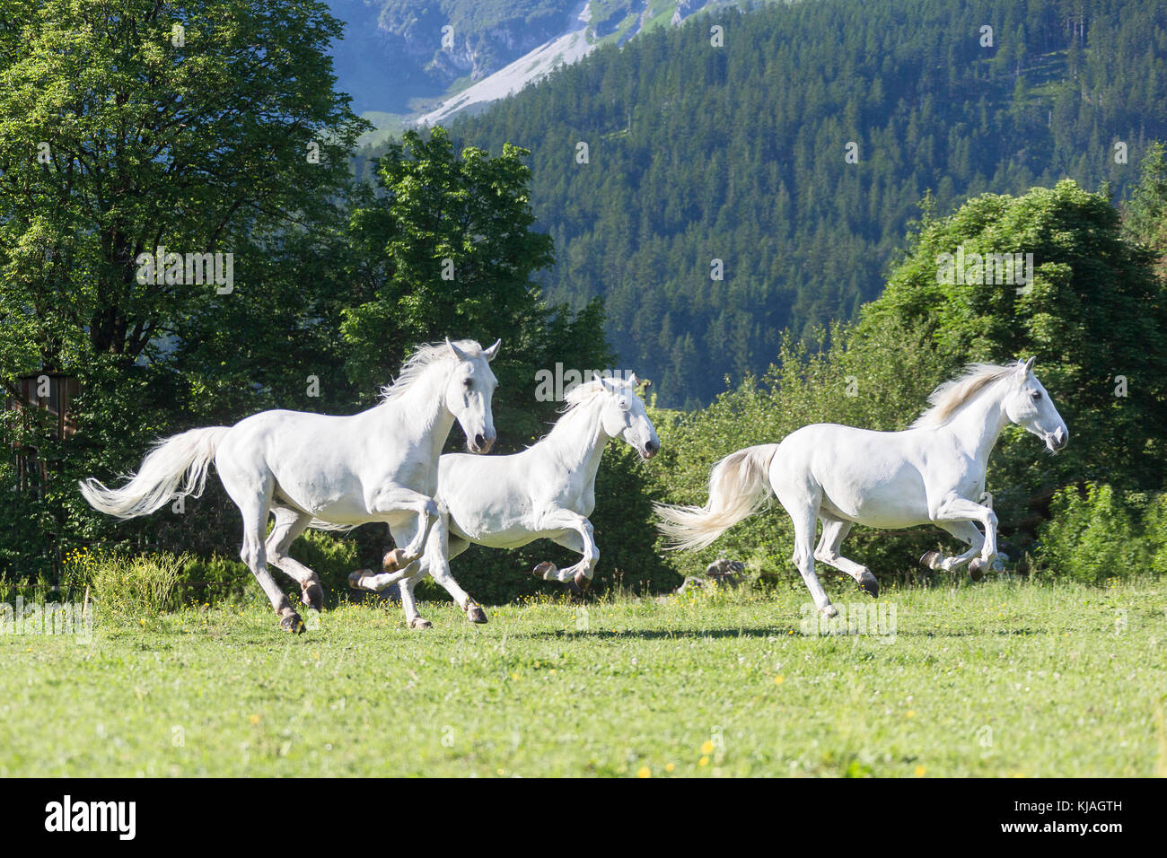 Lipizzan cavallo. Tre adulti galoppante mares su un pascolo. Austria Foto Stock