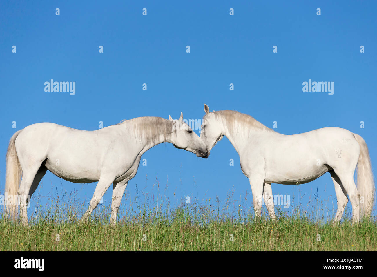 Lipizzan cavallo. Due adulti lo sniffing mares all'altro su di un pascolo. Austria Foto Stock