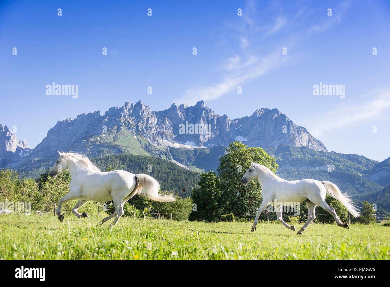Lipizzan cavallo. Due adulti mares al galoppo e trotto su un pascolo con il Kaiser montagne sullo sfondo. Austria Foto Stock