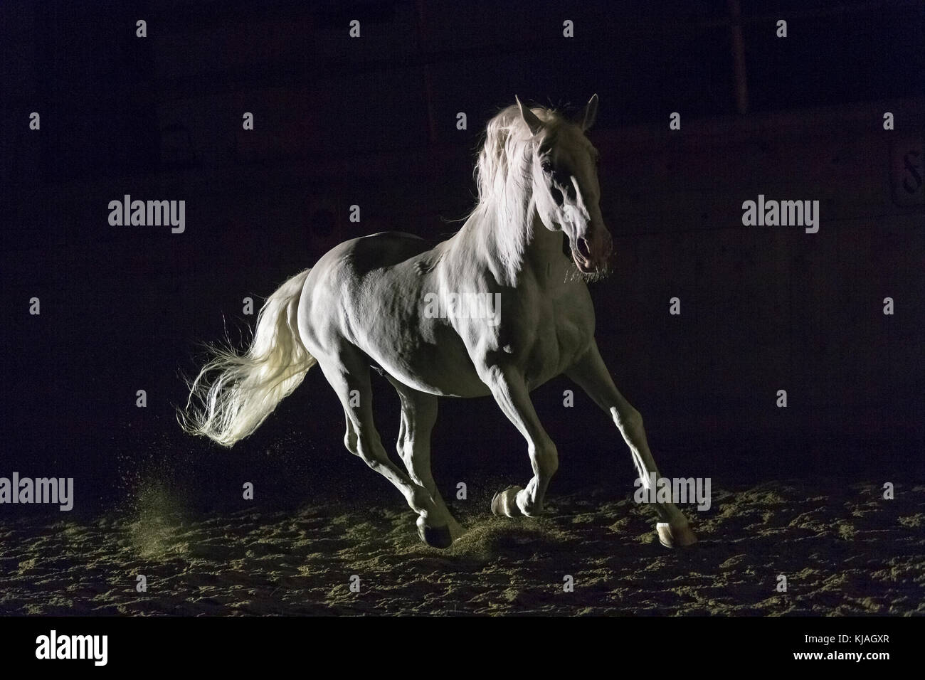 Lipizzan cavallo. Adulto stallone (Siglavy Capriola Primas) al galoppo nelle tenebre. Austria Foto Stock