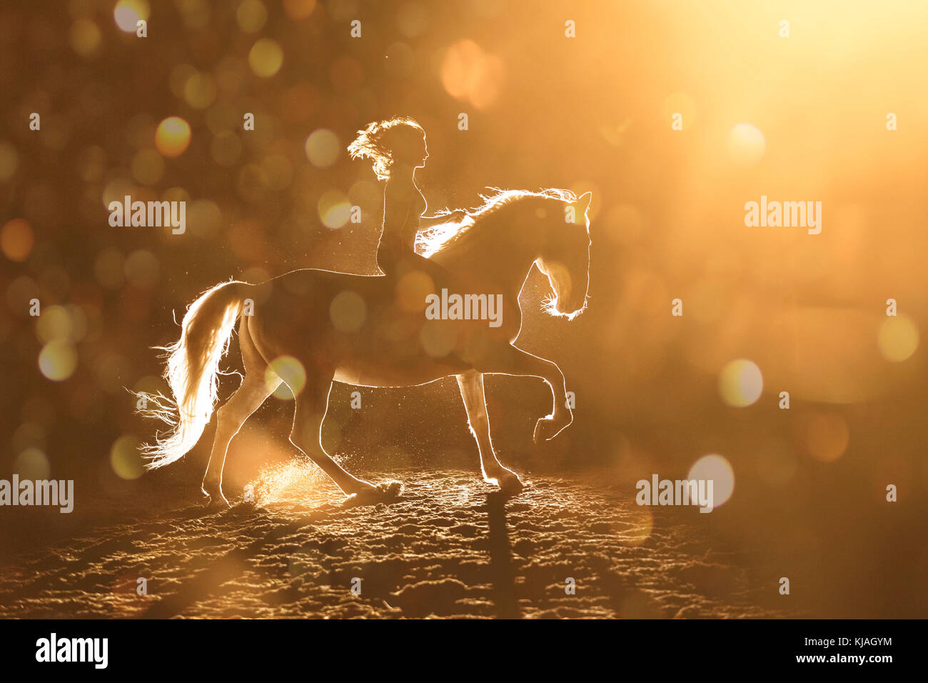 Lipizzan cavallo. Adulto stallone (Siglavy Capriola Primas) con il conducente nelle tenebre, visto contro luce. Austria Foto Stock