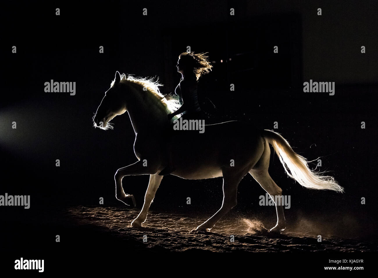 Lipizzan cavallo. Adulto stallone (Siglavy Capriola Primas) con il conducente nelle tenebre, visto contro luce. Austria Foto Stock