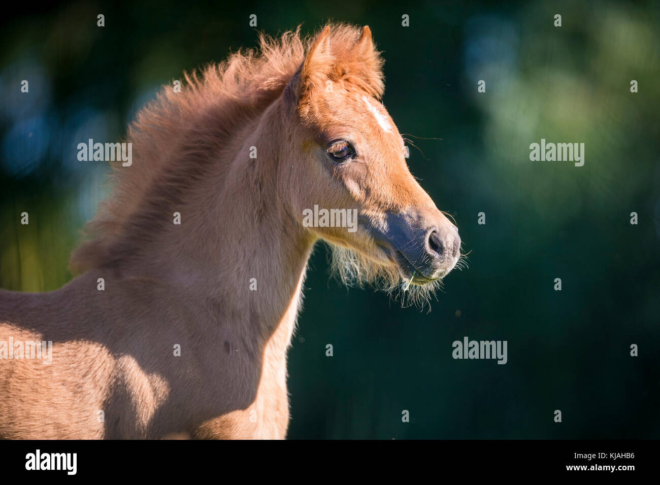 Castagno mini pony stallone nel prato Foto stock - Alamy