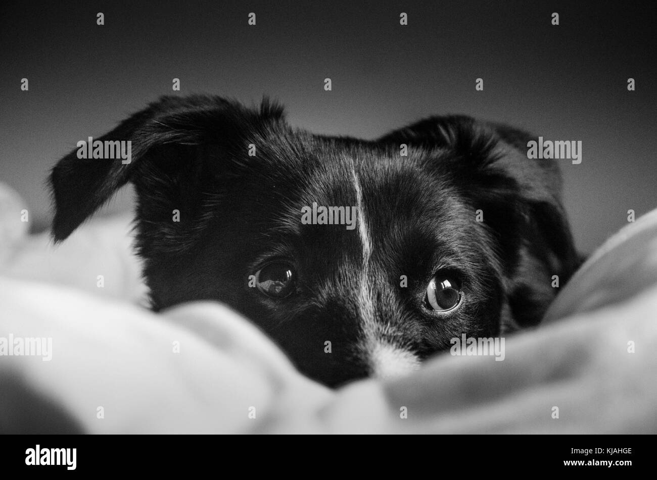 Immagine in bianco e nero con Border Collie guardando la fotocamera Foto Stock