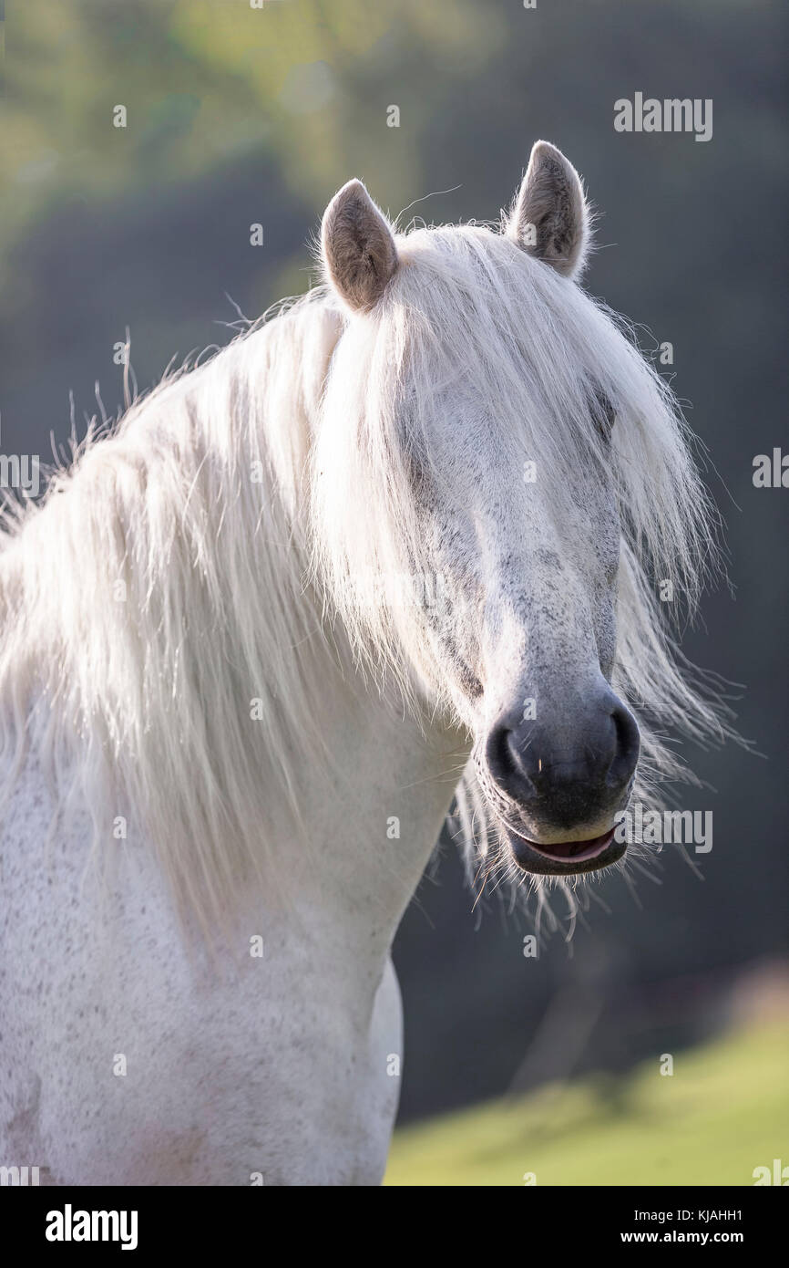 Highland pony. Ritratto di grigio per adulti castrazione. Germania Foto Stock