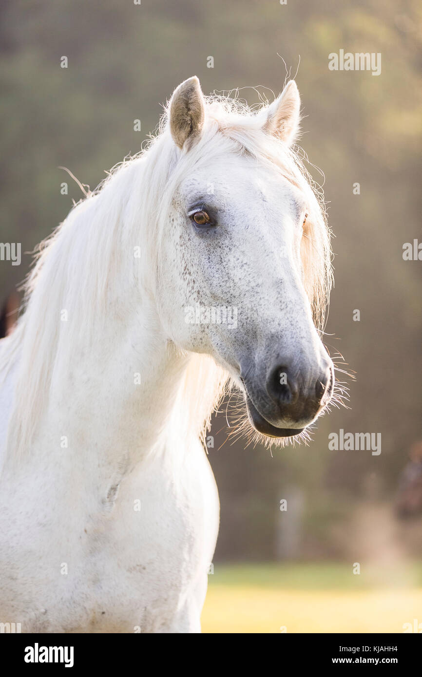 Highland pony. Ritratto di grigio per adulti castrazione. Germania Foto Stock