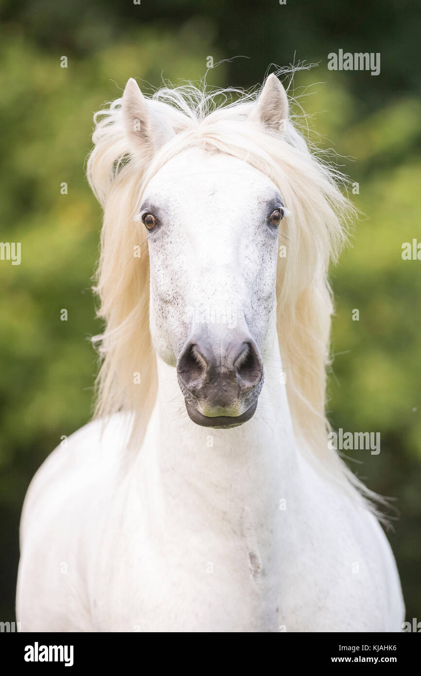 Highland pony. Ritratto di castrazione per adulti. Germania Foto Stock