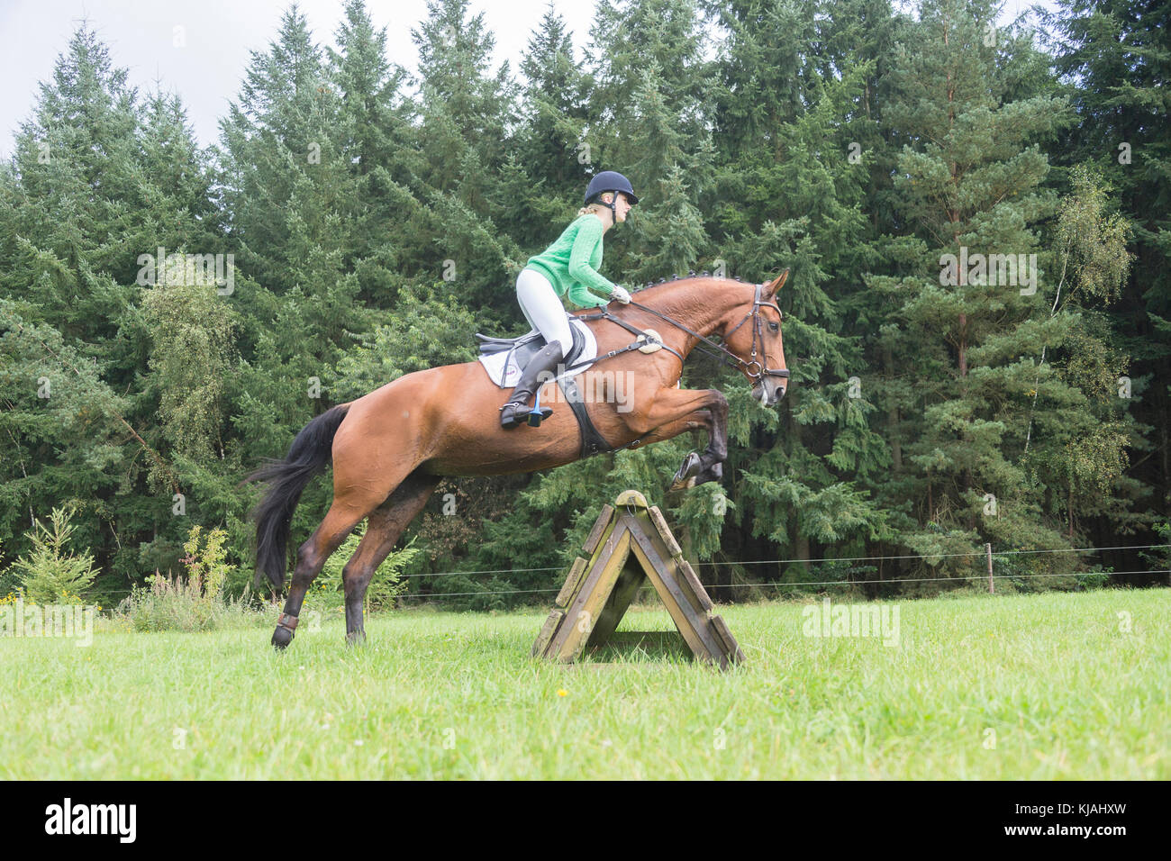 Hanoverian cavallo. Rider superare un ostacolo durante un cross-country ride. Germania Foto Stock