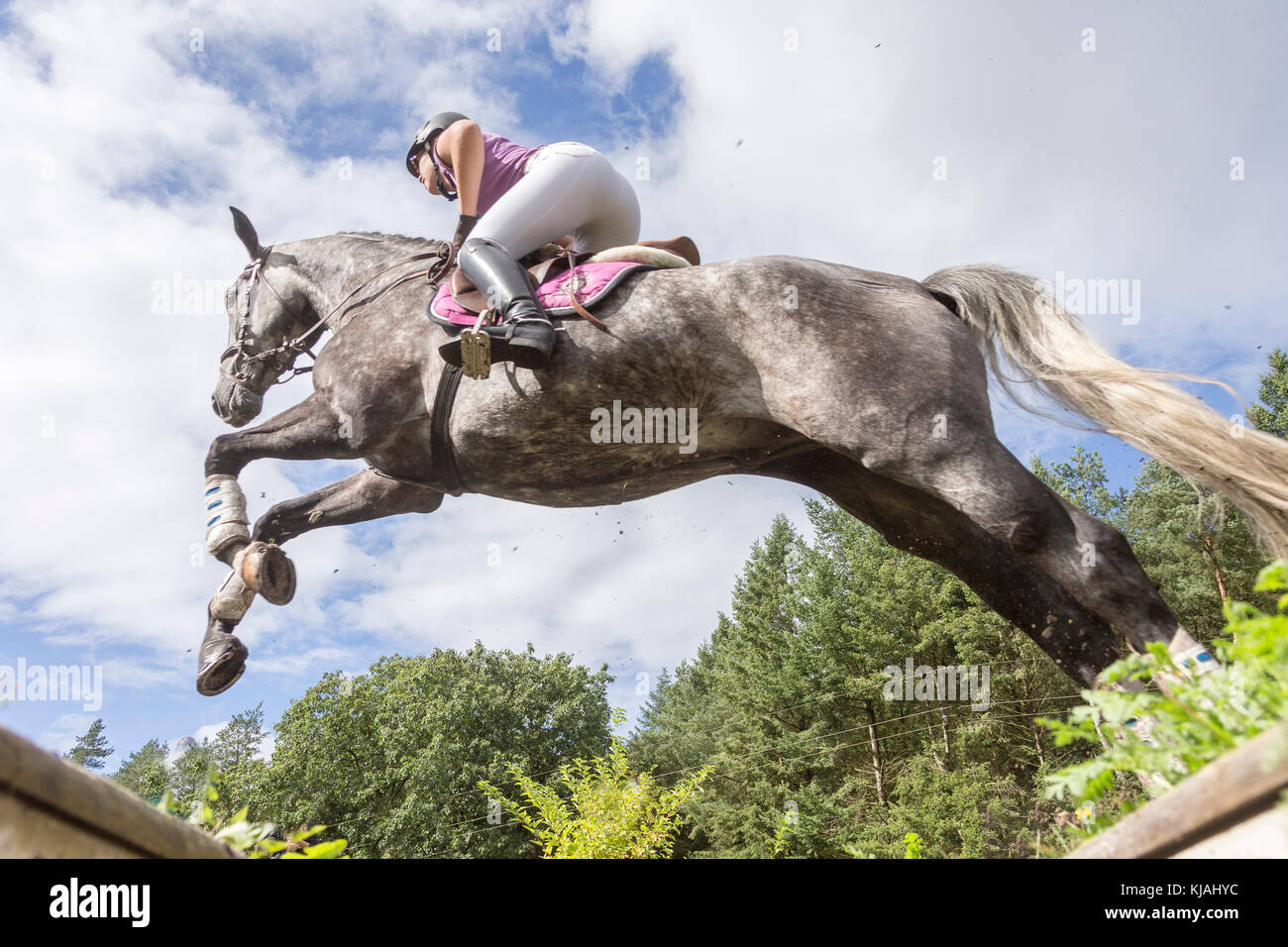 Hanoverian cavallo. Rider superare un ostacolo durante un cross-country ride, visto dal di sotto. Germania Foto Stock