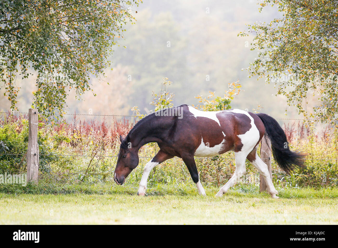 American Indian cavallo. Skewbald adulto trotto su un prato. Germania Foto Stock