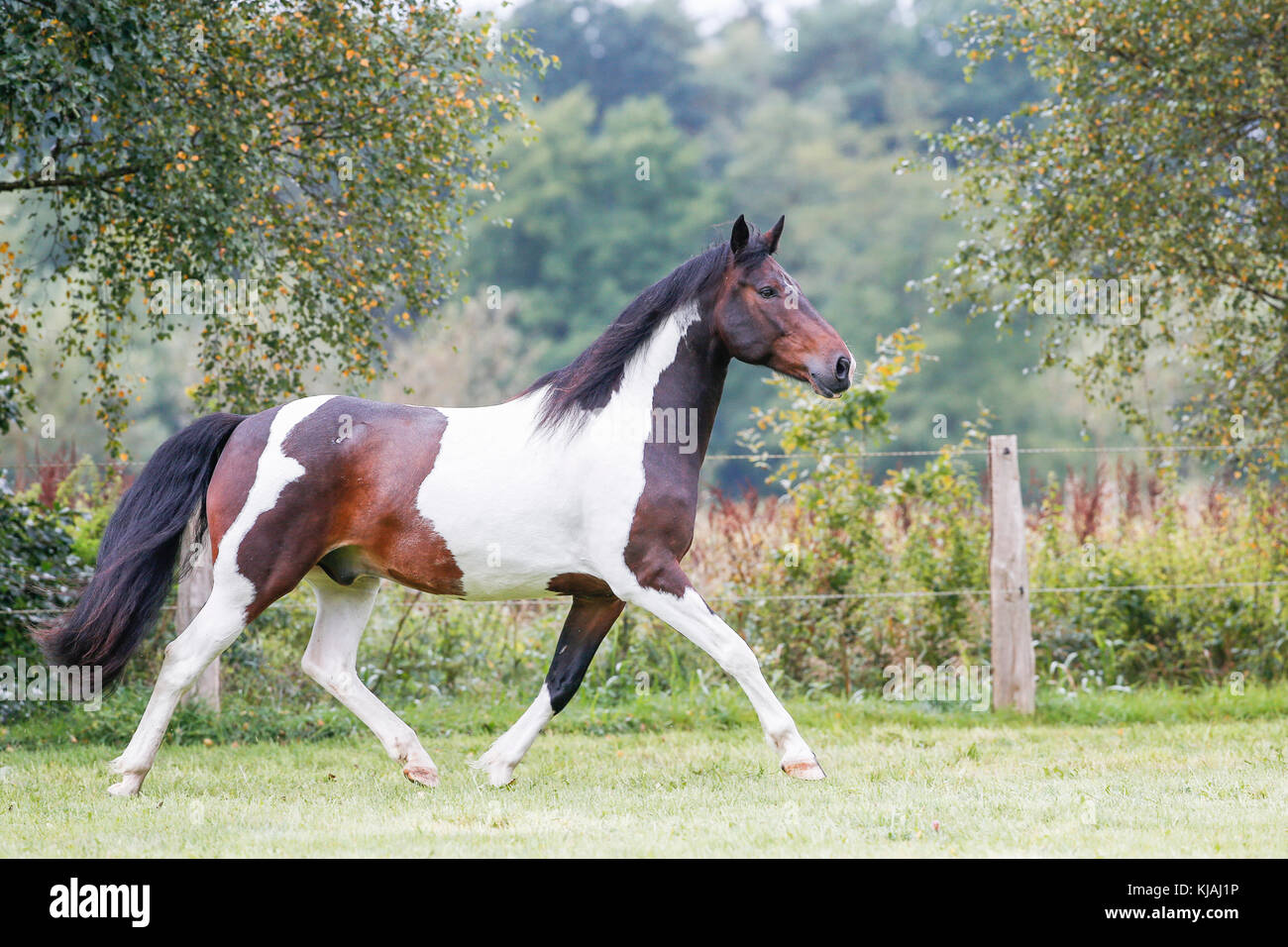 American Indian cavallo. Skewbald adulto trotto su un prato. Germania Foto Stock