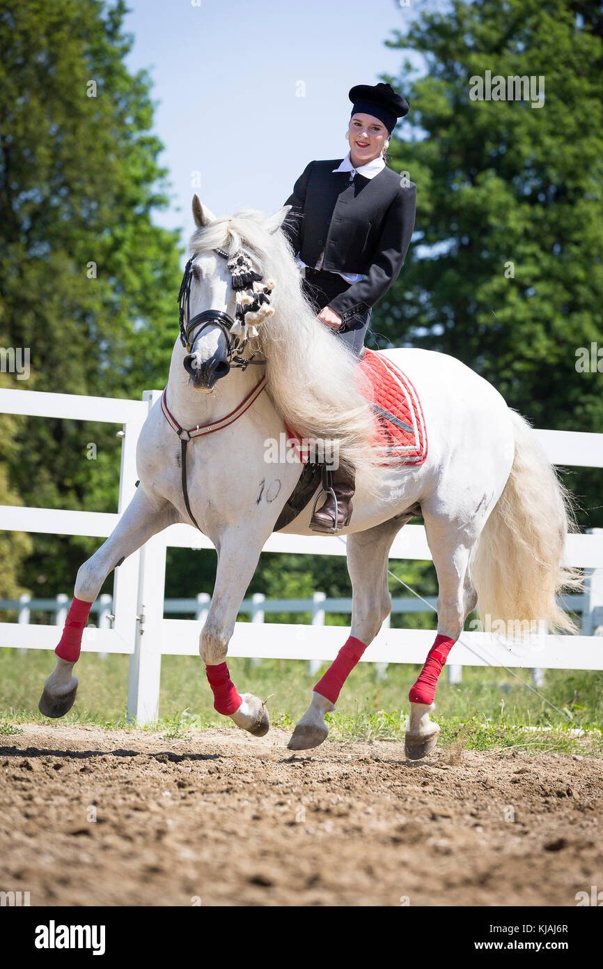 Puro Cavallo Spagnolo andaluso. Rider in abito tradizionale su grigio stallone al galoppo su un luogo di equitazione. Austria Foto Stock