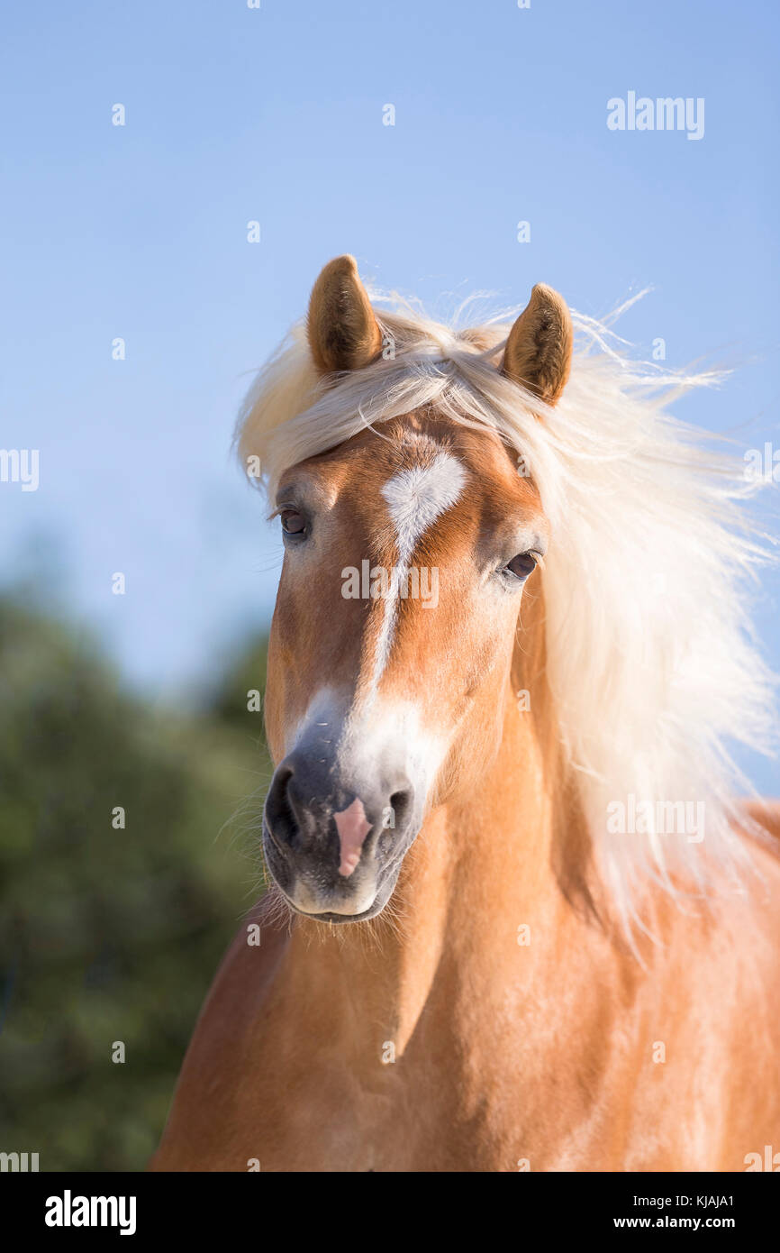 Cavalli di Razza Haflinger. Ritratto di una castrazione. Austria Foto Stock