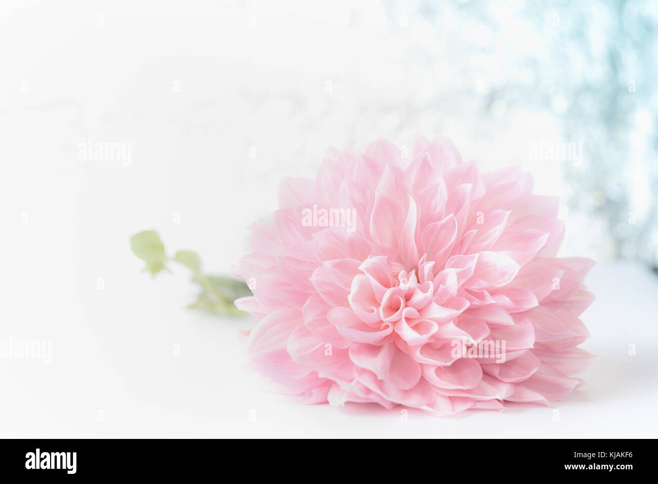 Grande Bella Rosa Pallido Fiore Su Sfondo Bokeh Di Fondo Vista Frontale Creative Floral Biglietto Di Auguri Per La Festa Della Mamma Matrimonio Lieto Evento O Compleanno Foto Stock Alamy