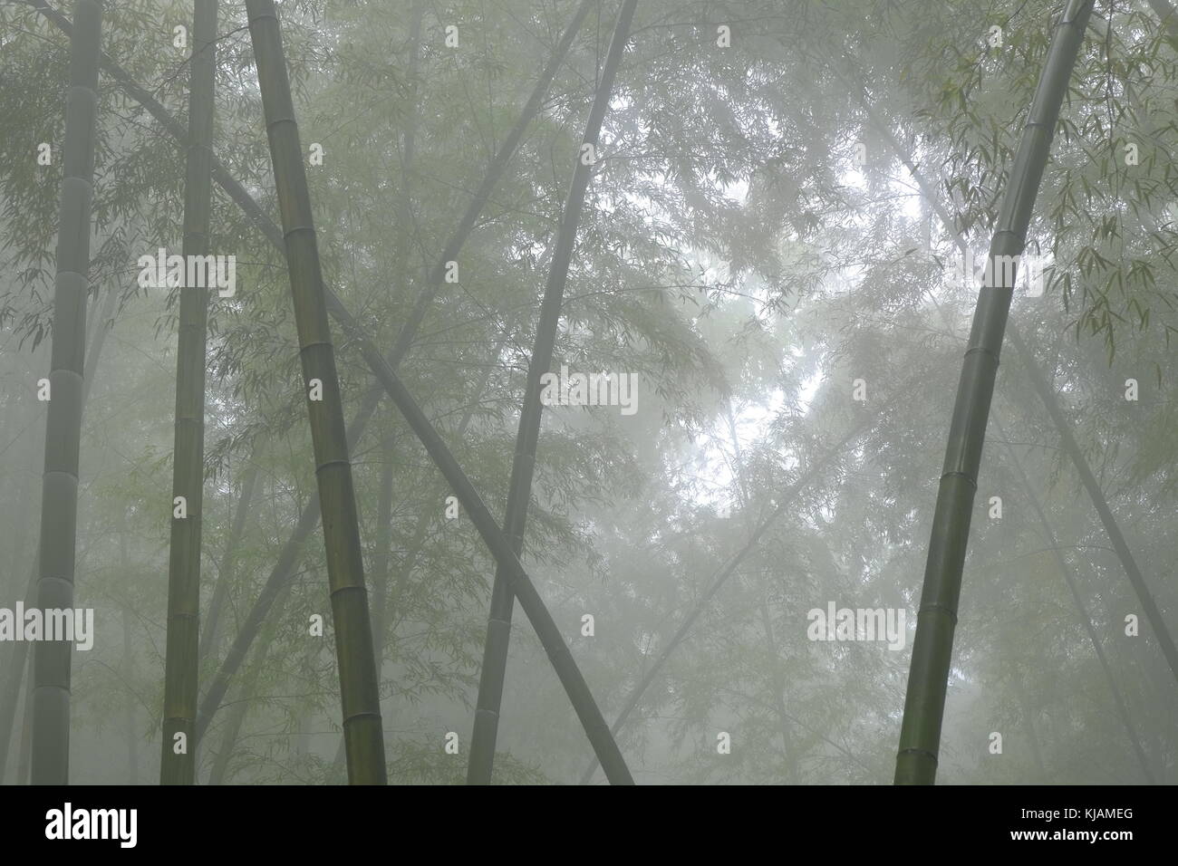 Paesaggio di nebbia foto al shunan bosco di bambù in Cina, nella provincia di Sichuan. Foto Stock