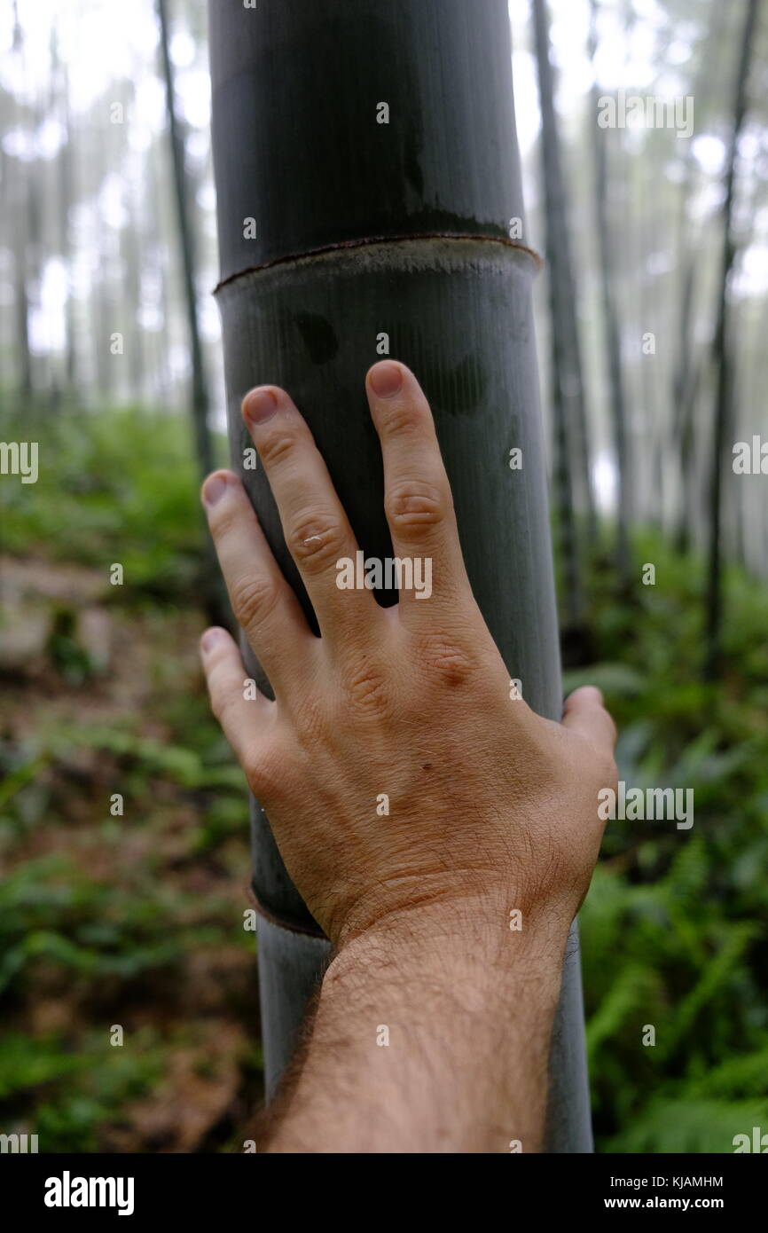 La mia mano per misurare le dimensioni di un bambù in shunan bosco di bambù nella provincia di Sichuan in Cina Foto Stock