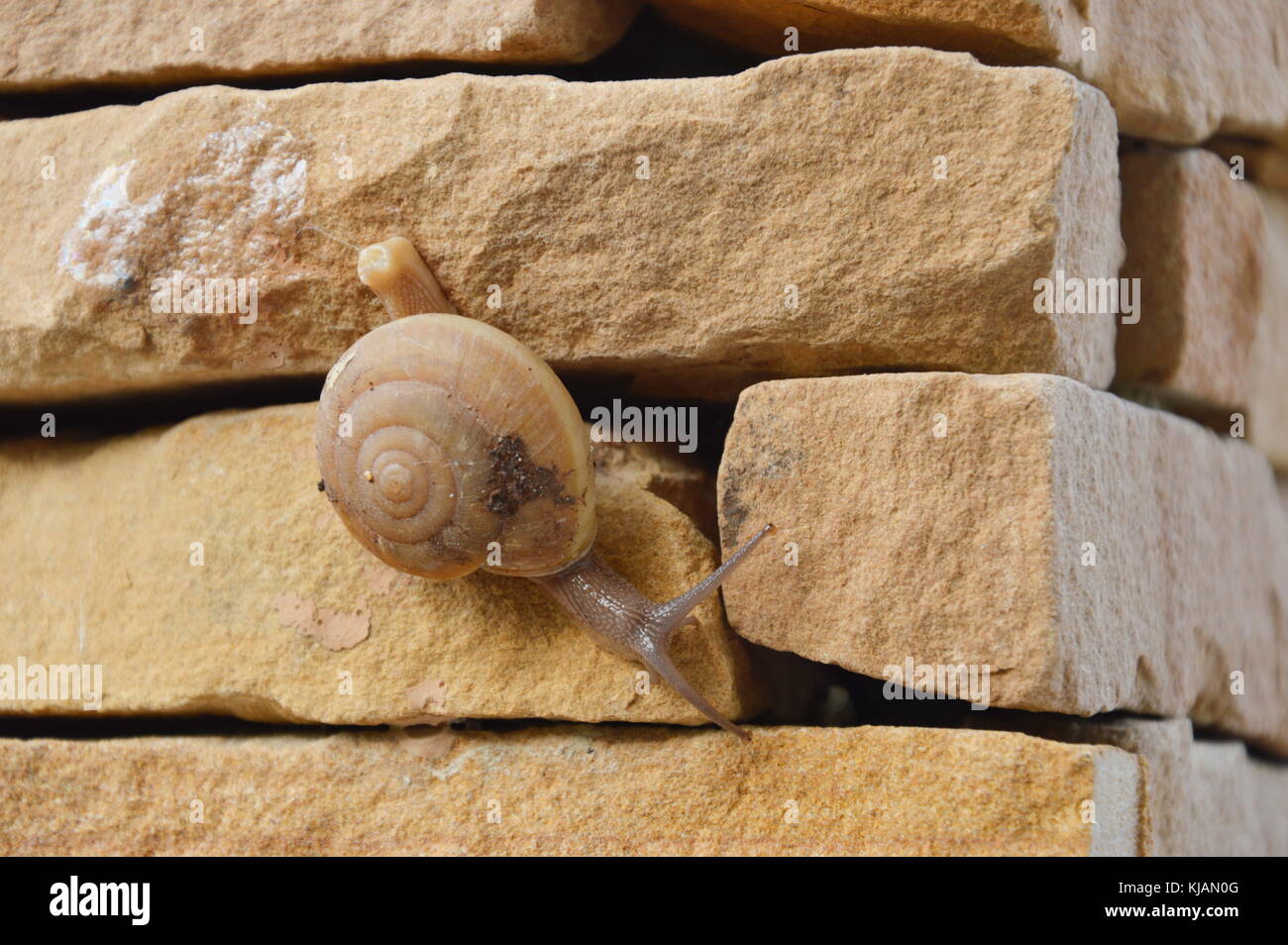 Snail salendo lentamente sulla parete Foto Stock