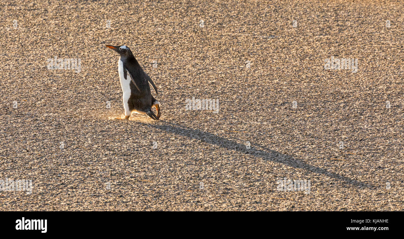 Pinguino Gentoo fuori per un inizio di mattina passeggiata, Saunders Island, Isole Falkland Foto Stock