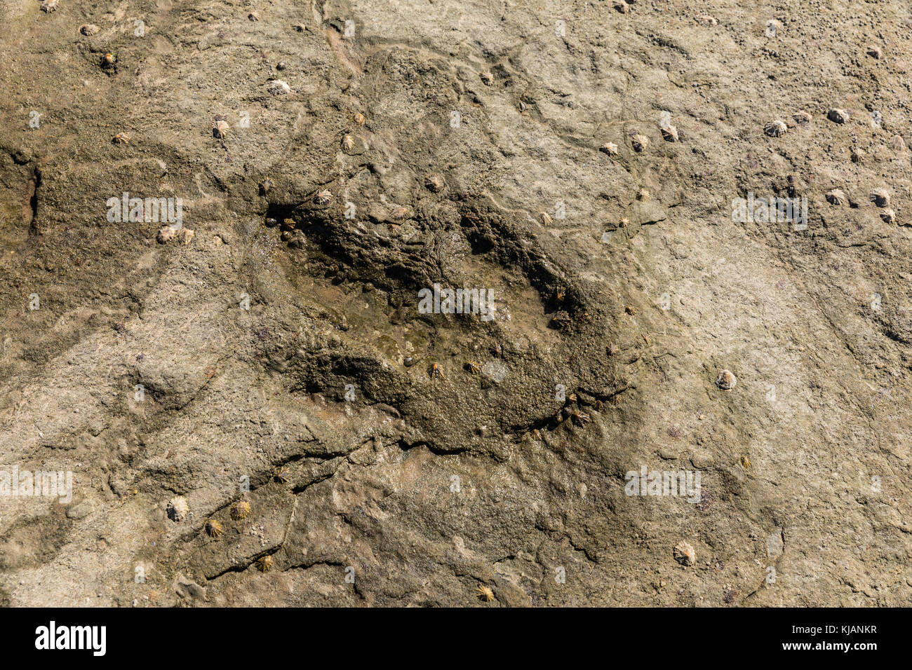 Footprint di dinosauri in talmont-saint-Hilaire (Vendée, Francia) Foto Stock