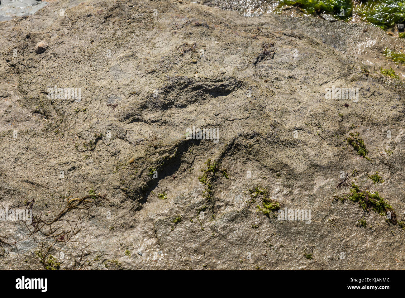 Footprint di dinosauri in talmont-saint-Hilaire (Vendée, Francia) Foto Stock