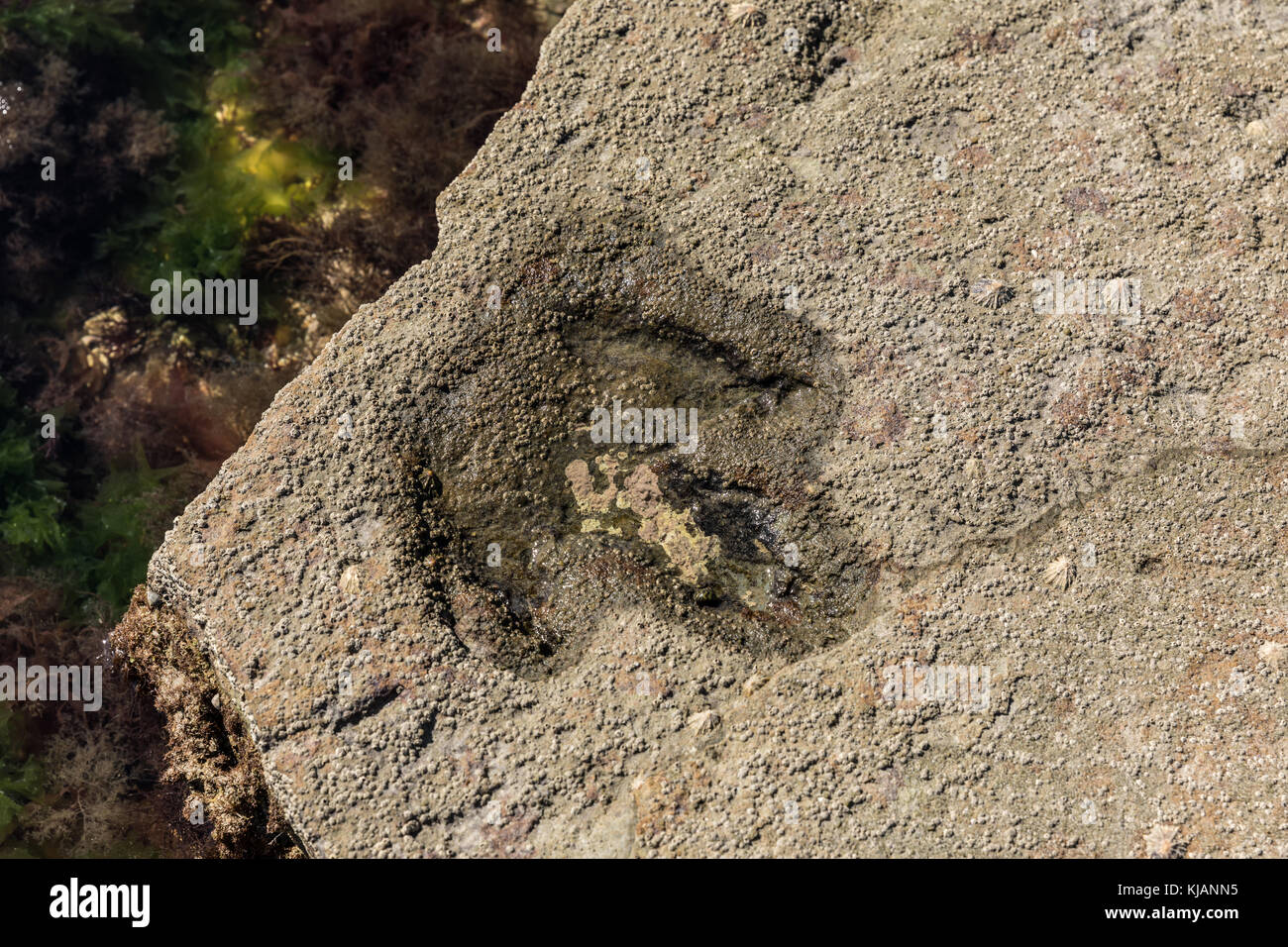 Footprint di dinosauri in talmont-saint-Hilaire (Vendée, Francia) Foto Stock