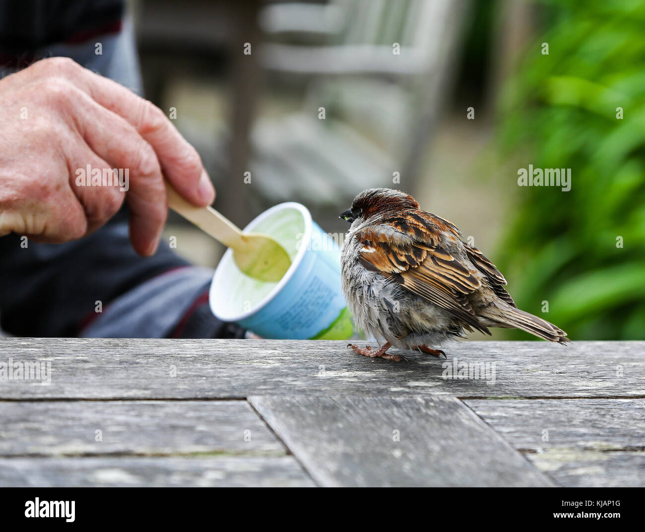 Un giovane casa passero (Passer domesticus) essendo Spoon Fed gelato Foto Stock