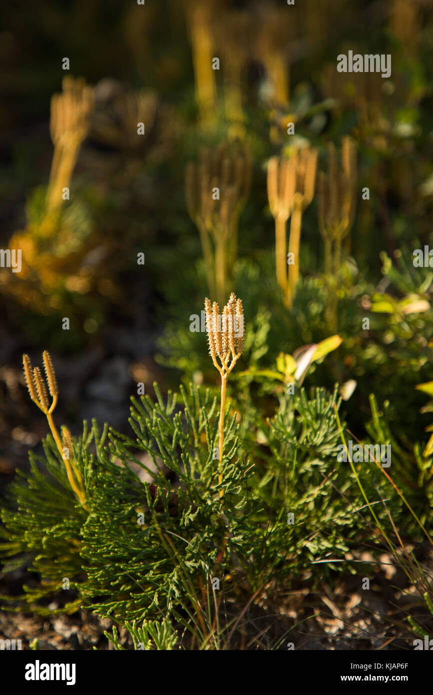 Diphasiastrum complanatum (nord del suolo-cedar) impianto nella luce solare morbido Foto Stock