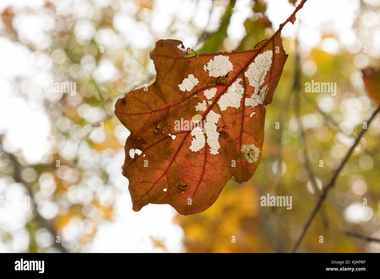 Foglia morente sul ramo che mostra la vena patterm Foto Stock