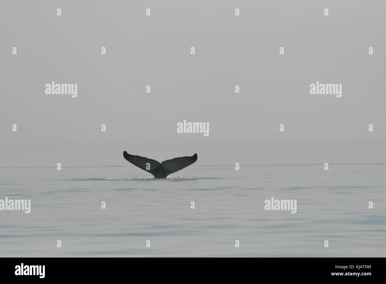 La coda di una balena in Saint laurent river in Canada Foto Stock