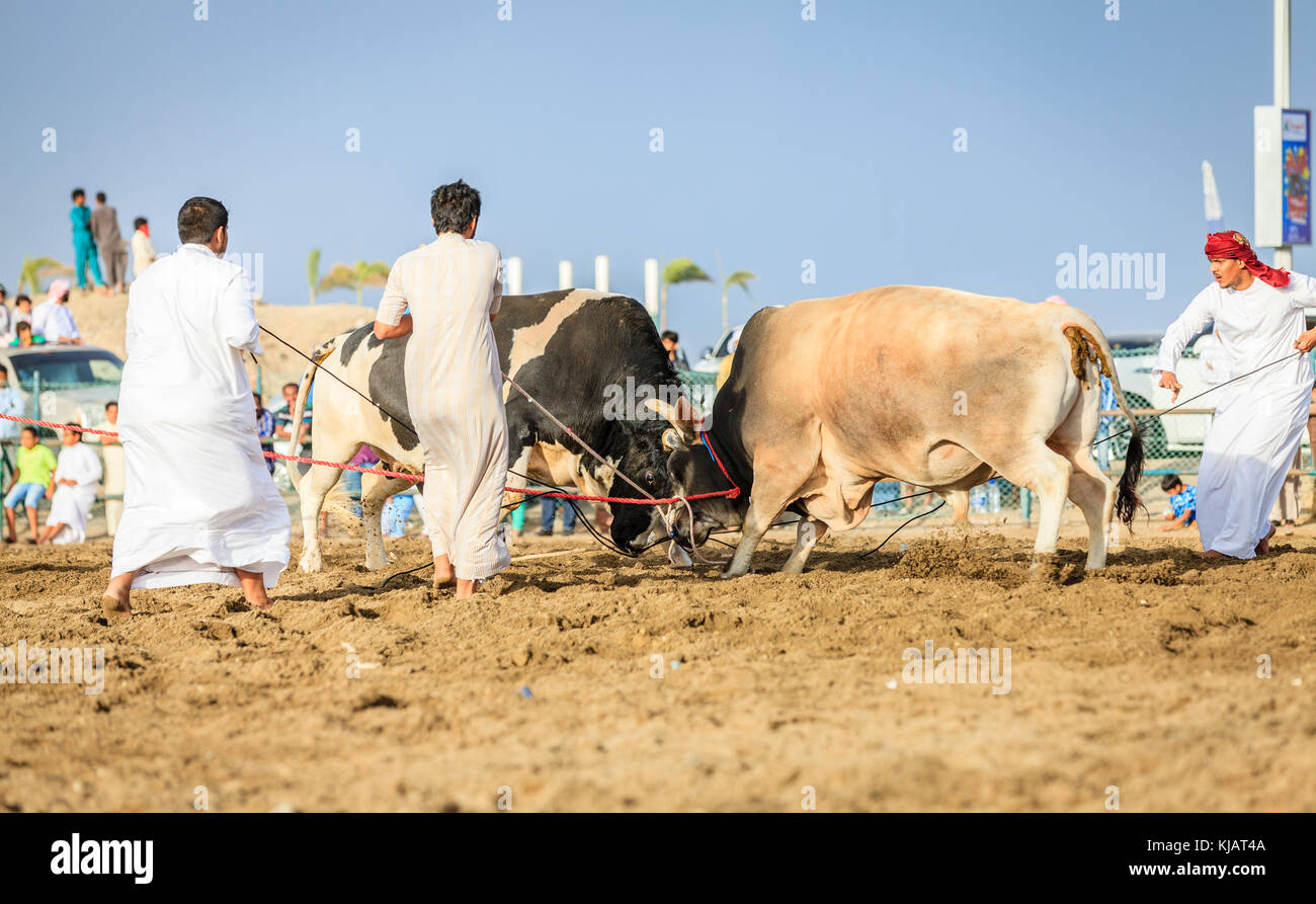 Fujairah, UAE, 1 aprile 2016: gli uomini stanno tirando oltre i tori da corrida in un tradizionale corride evento in Fujairah, Emirati arabi uniti Foto Stock