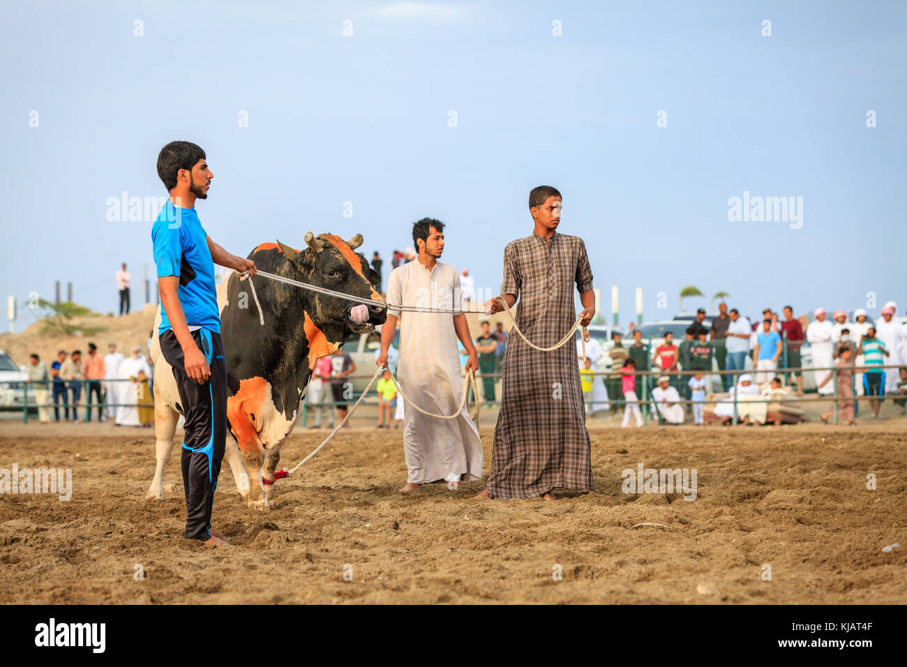 Fujairah, UAE, 1 aprile 2016: gli uomini si stanno preparando un toro per combattere in Fujairah, Emirati arabi uniti Foto Stock