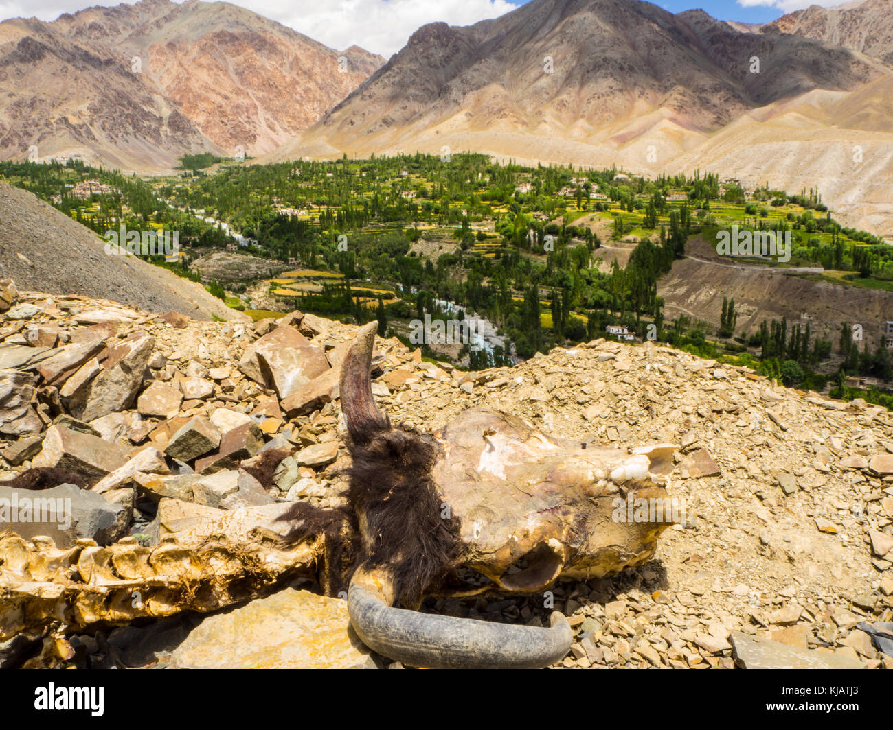 Scheletro di vacca - Sham Valley trek - Paesaggi del Ladakh - India Foto Stock