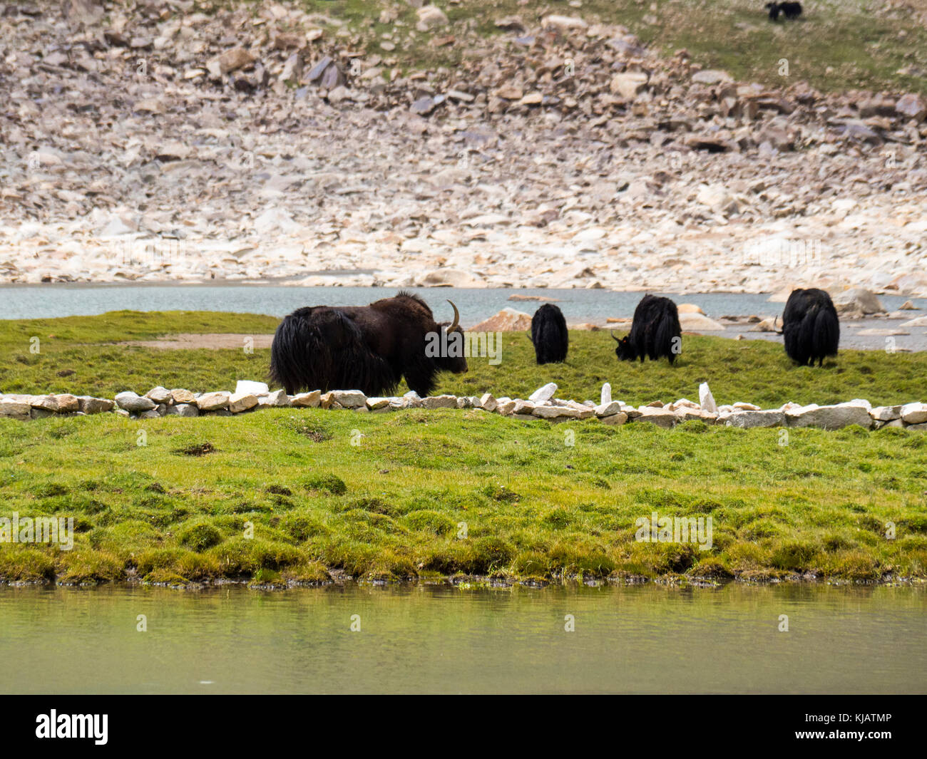 Yak in Ladakh India Foto Stock
