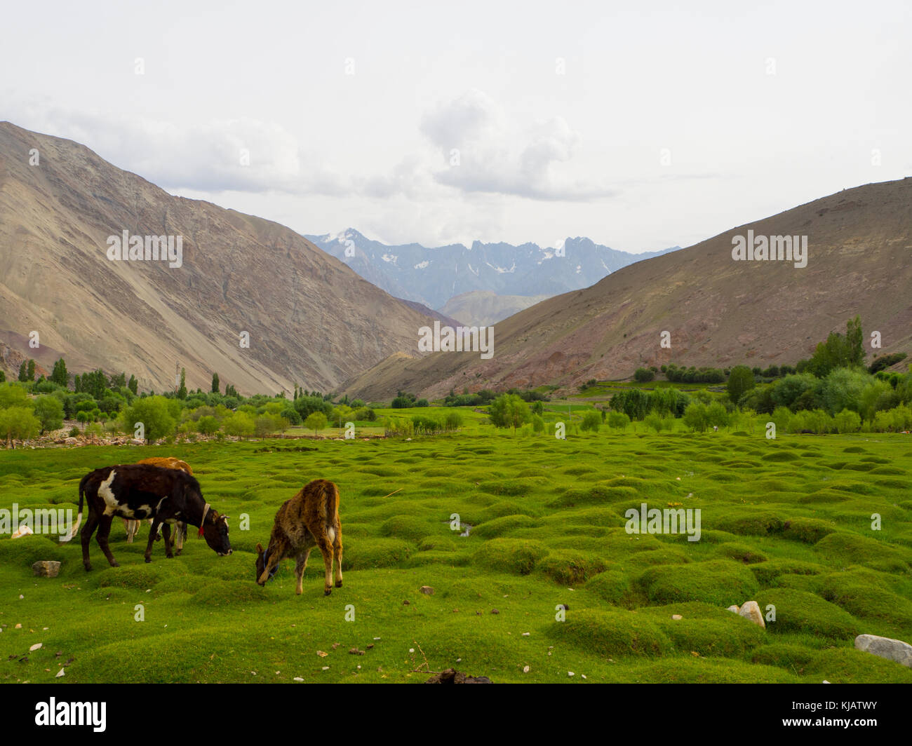 Vacche al paesaggio - Ladakh India Foto Stock