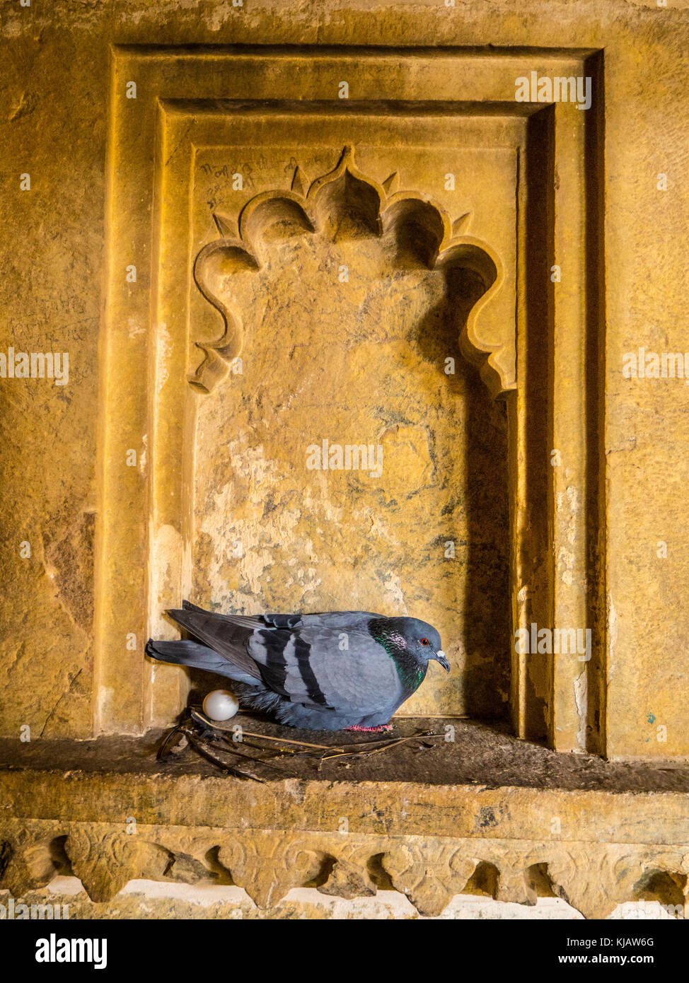 Uovo di piccione di incubazione al royal nicchia - Udaipur Rajastan India Foto Stock