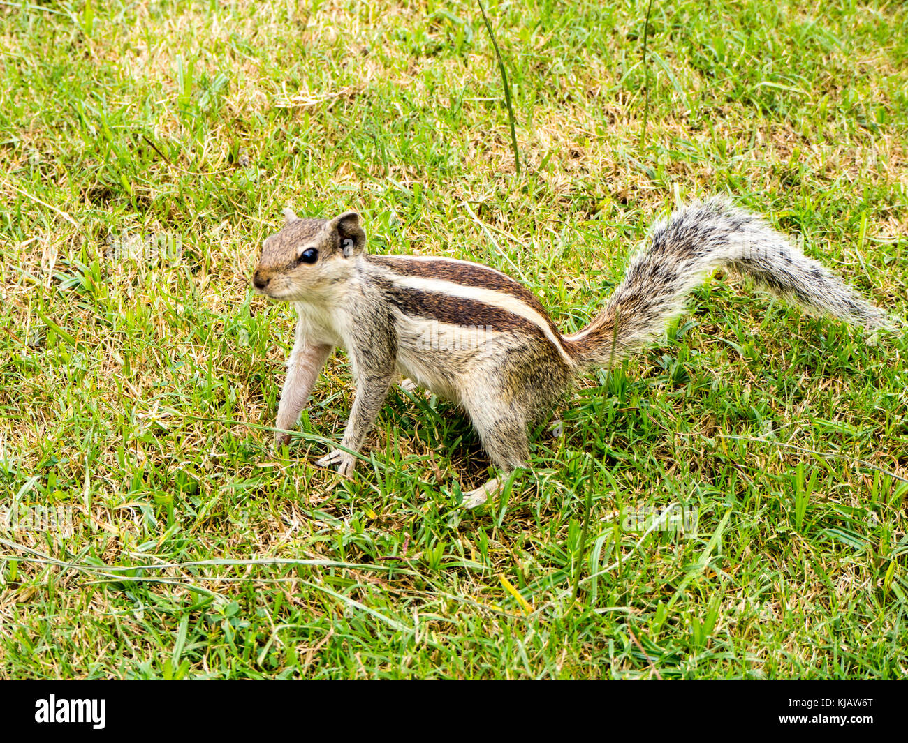 Lo scoiattolo - Udaipur Rajastan India Foto Stock