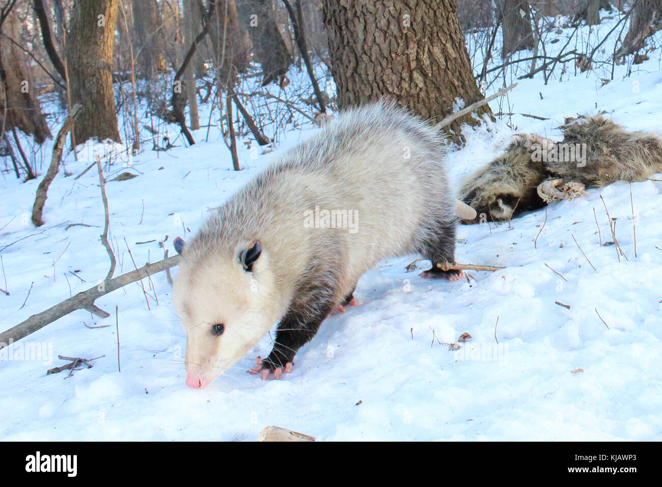 Un Virginia Opossum lasciando dietro i morti la carcassa di un procione. Foto Stock