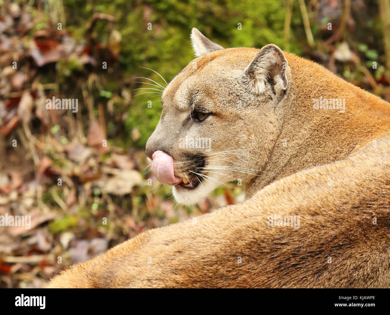 Un Puma leccare le sue labbra mentre considerando la prossima mossa Foto  stock - Alamy