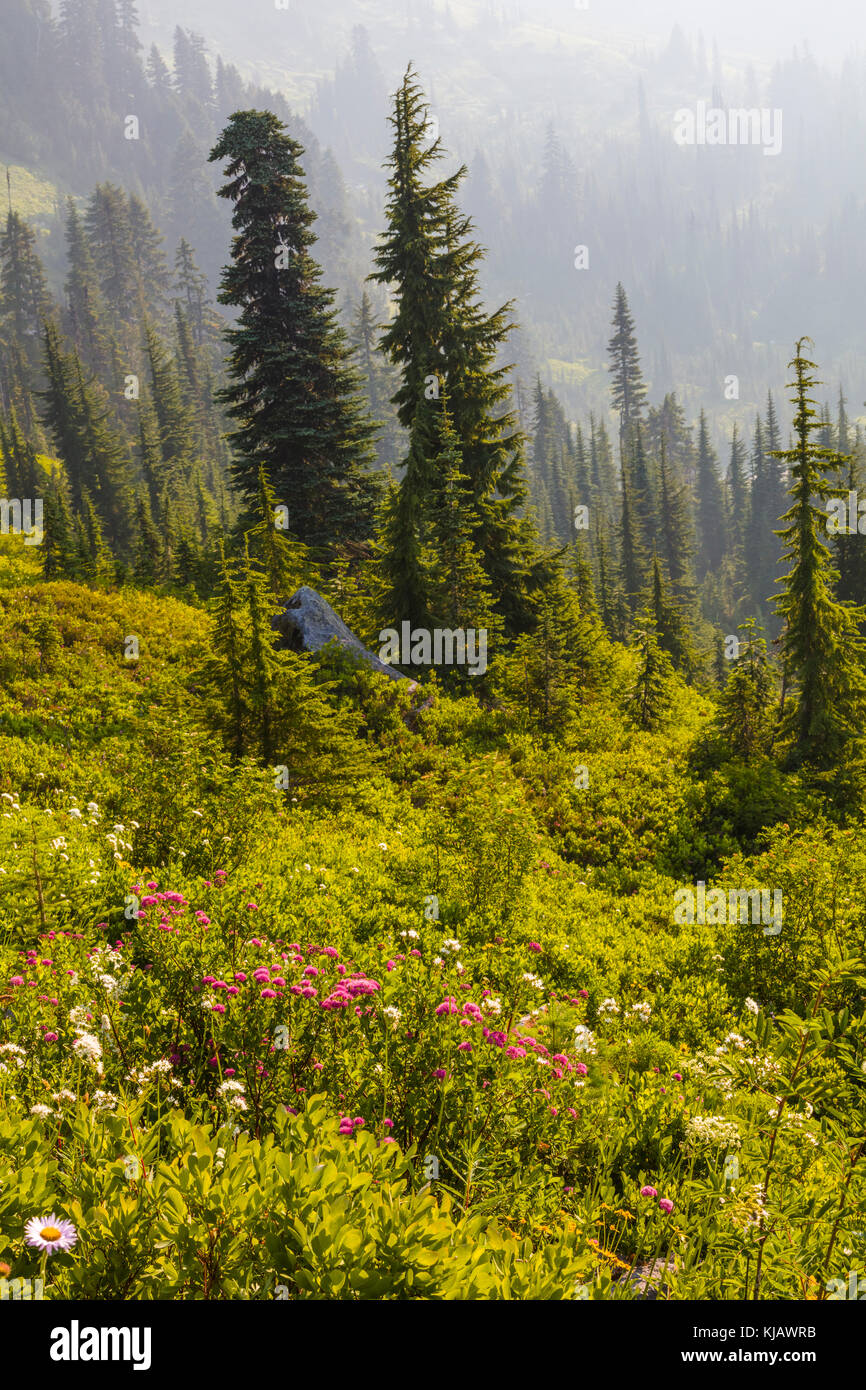 Fiori di campo estivo con la nebbia in paradiso sezione di Mount Rainier National Park nello stato di Washington negli stati uniti Foto Stock