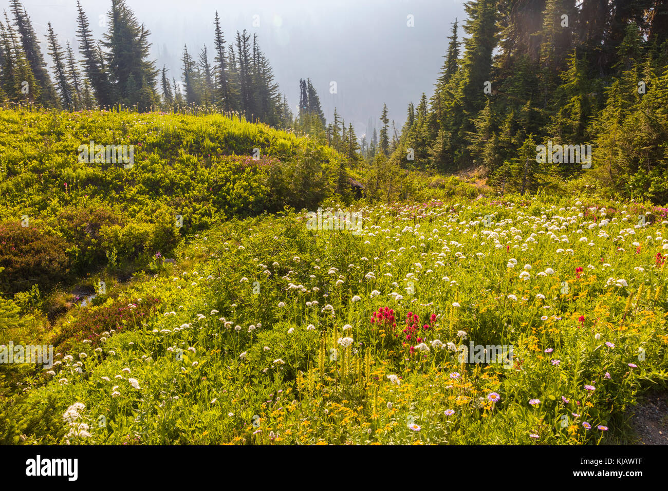 Fiori di campo estivo con la nebbia in paradiso sezione di Mount Rainier National Park nello stato di Washington negli stati uniti Foto Stock