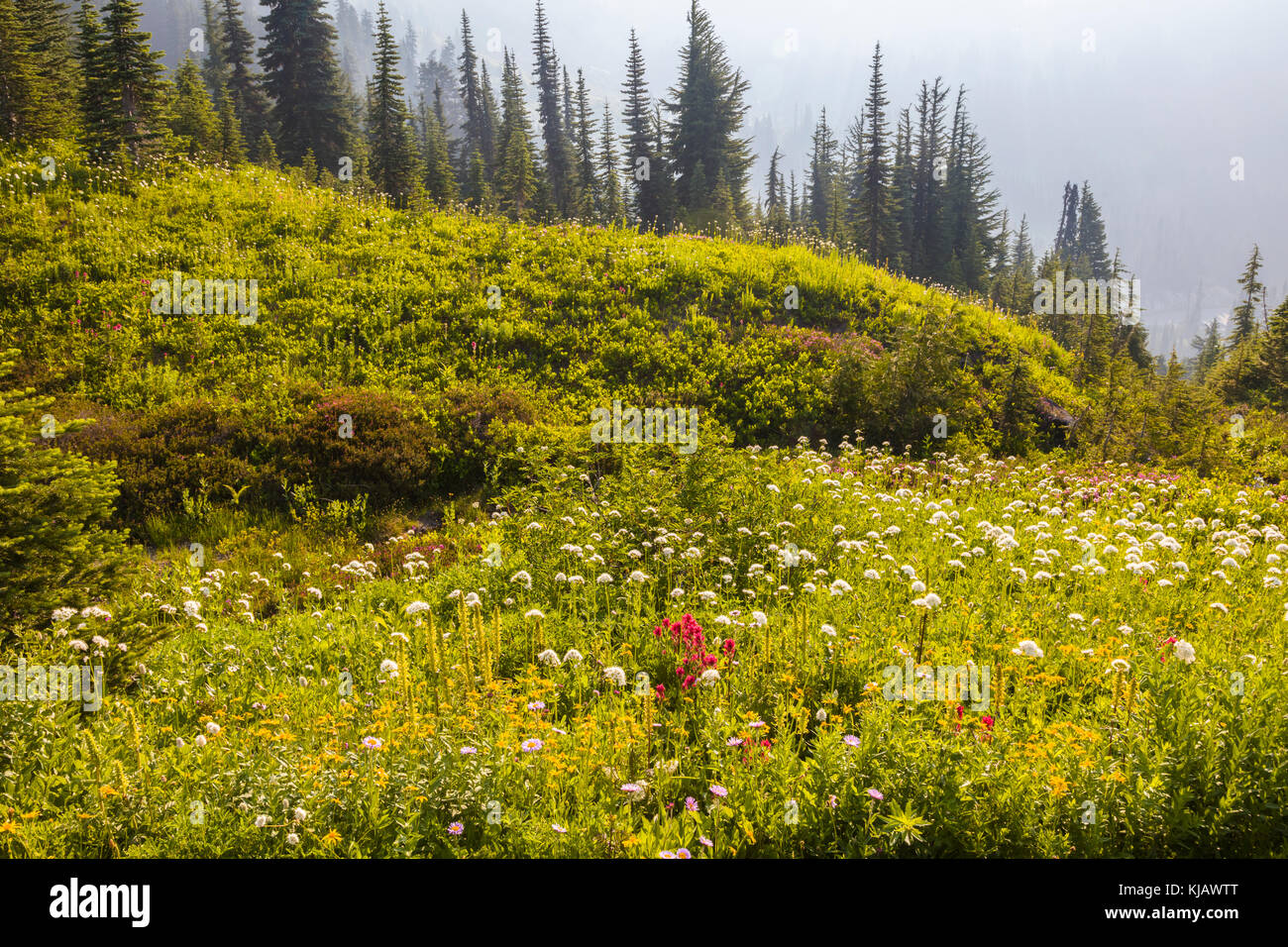 Fiori di campo estivo con la nebbia in paradiso sezione di Mount Rainier National Park nello stato di Washington negli stati uniti Foto Stock