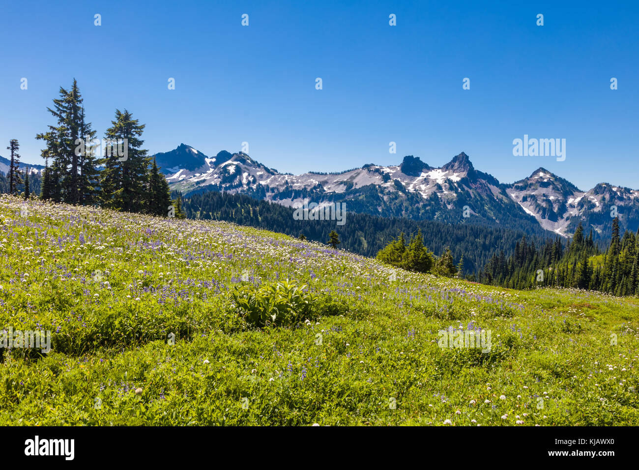 Estate fiori selvatici in paradiso sezione di Mount Rainier National Park nello stato di Washington negli stati uniti Foto Stock