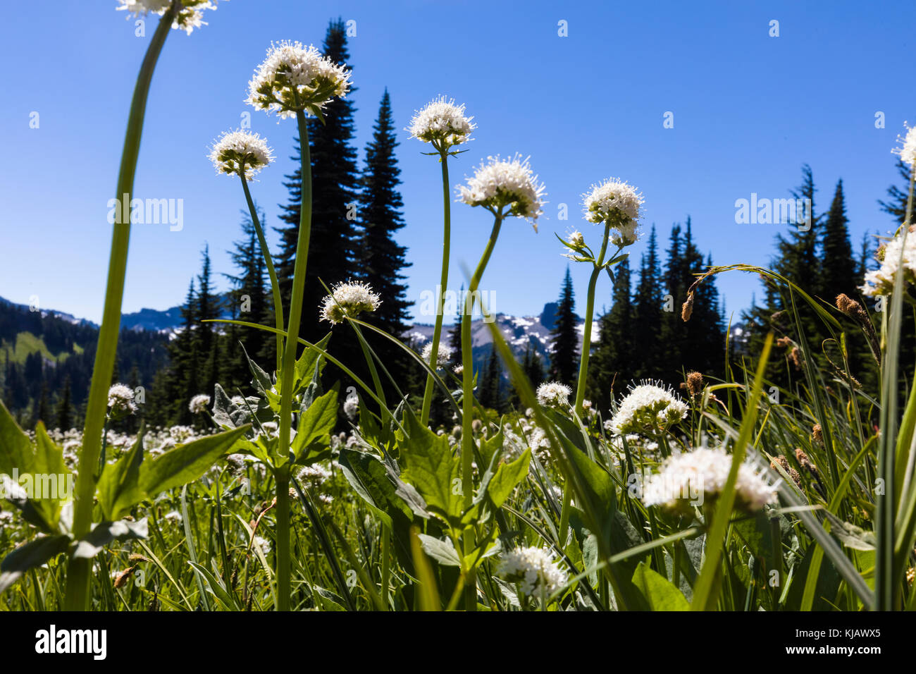 Estate fiori selvatici in paradiso sezione di Mount Rainier National Park nello stato di Washington negli stati uniti Foto Stock