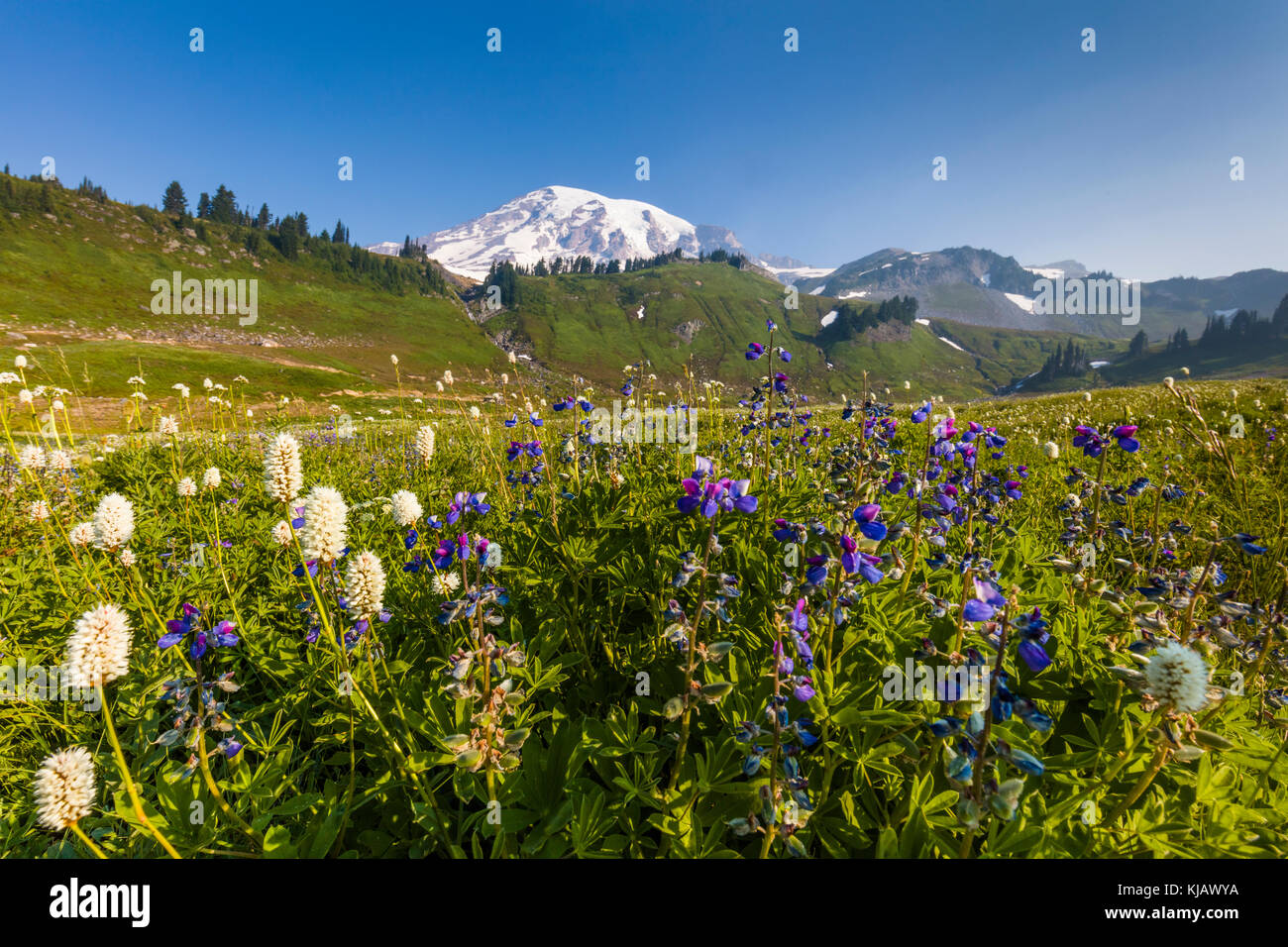 Estate fiori selvatici in paradiso sezione di Mount Rainier National Park nello stato di Washington negli stati uniti Foto Stock