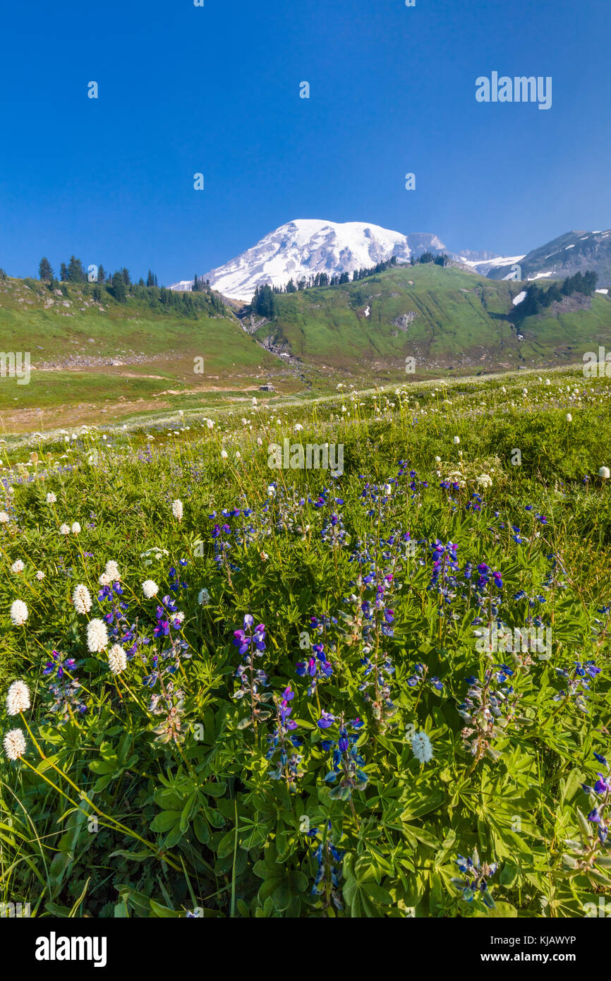 Estate fiori selvatici in paradiso sezione di Mount Rainier National Park nello stato di Washington negli stati uniti Foto Stock