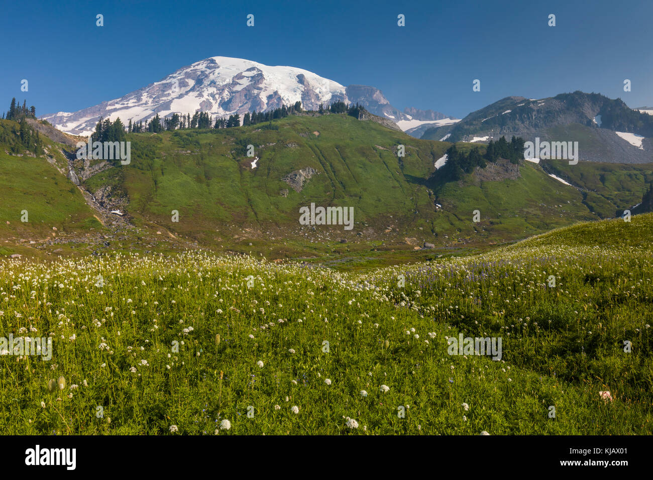 Estate fiori selvatici in paradiso sezione di Mount Rainier National Park nello stato di Washington negli stati uniti Foto Stock