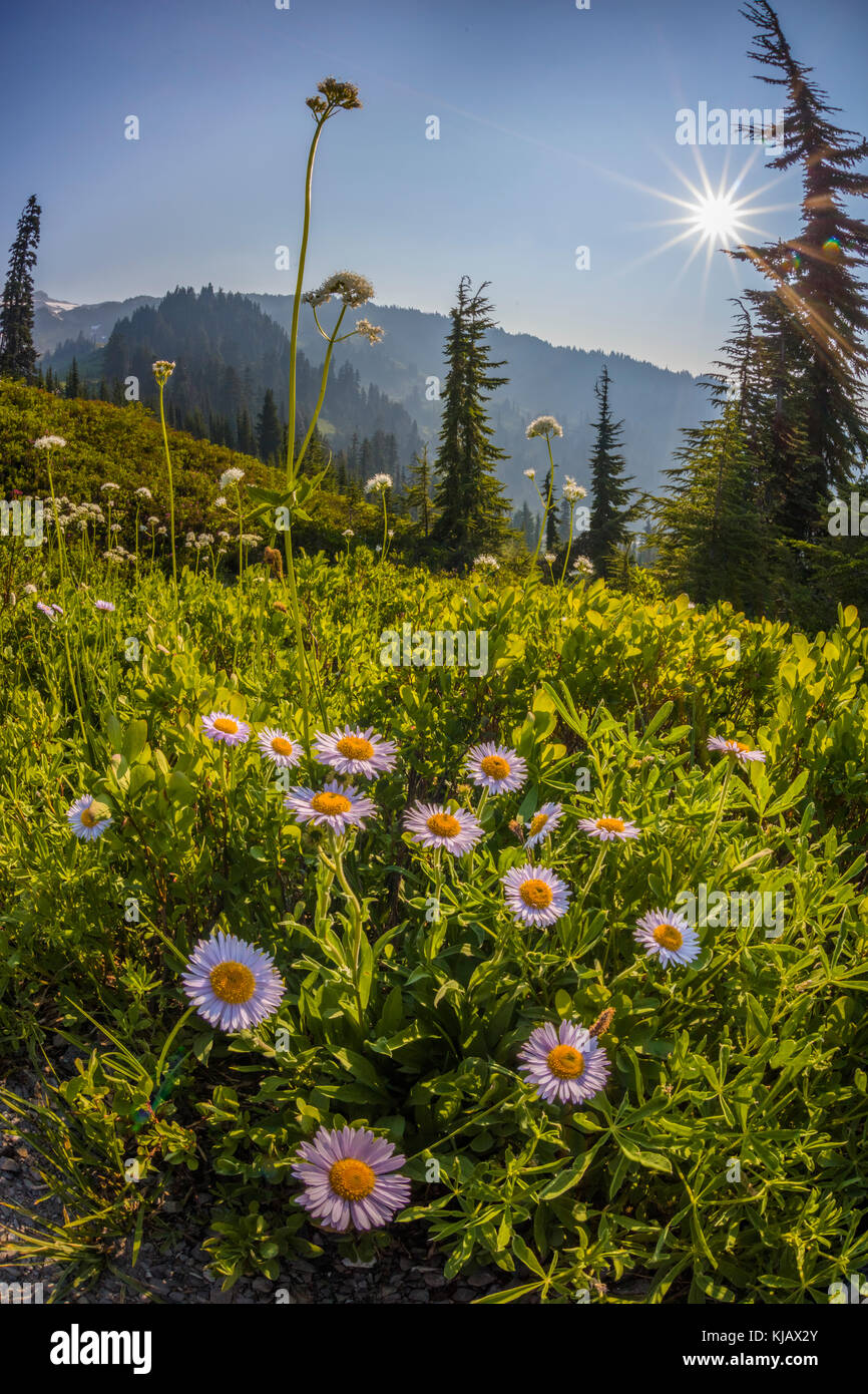 Estate fiori selvatici in paradiso sezione di Mount Rainier National Park nello stato di Washington negli stati uniti Foto Stock