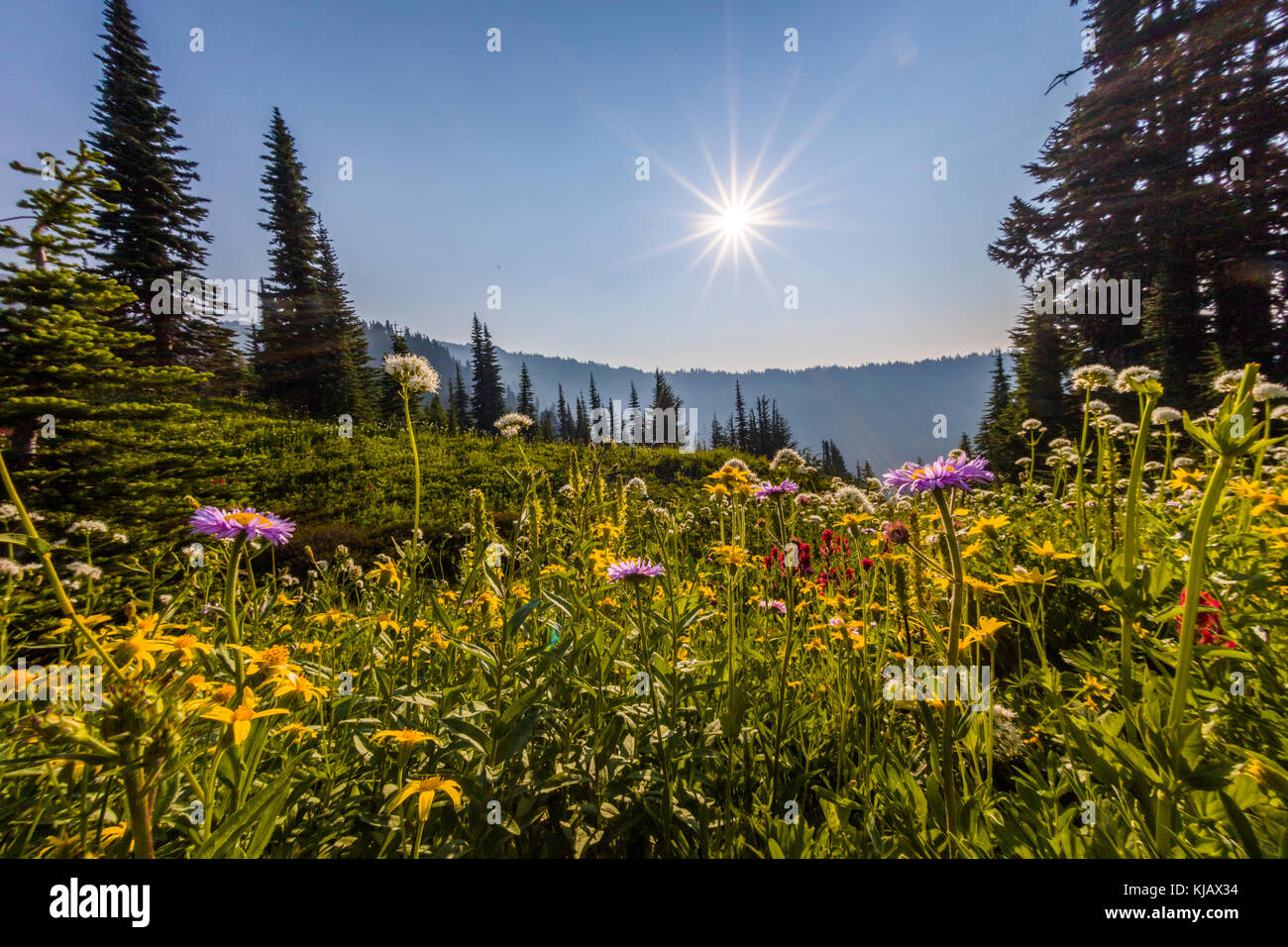Estate fiori selvatici in paradiso sezione di Mount Rainier National Park nello stato di Washington negli stati uniti Foto Stock