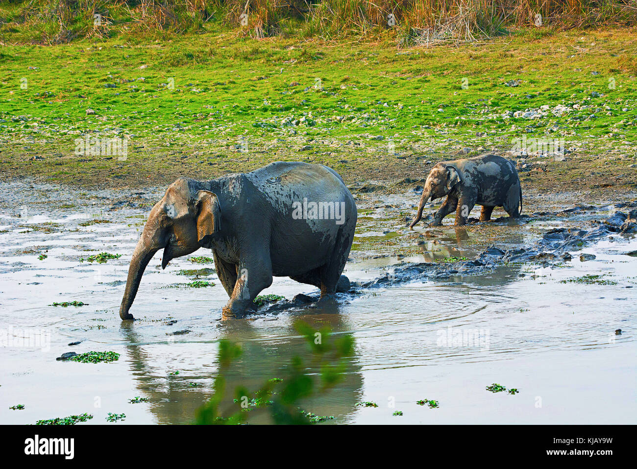 L'Asiatico o elefante asiatico, Elephas maximus, il Parco Nazionale di Kaziranga, Assam, India Foto Stock